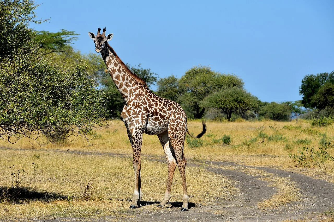 Giraffe among trees in Selous Game Reserve
