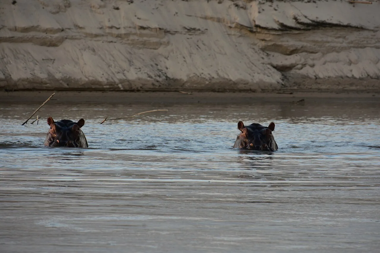 Hippopotamuses in the Rufiji River, Selous Game Reserve