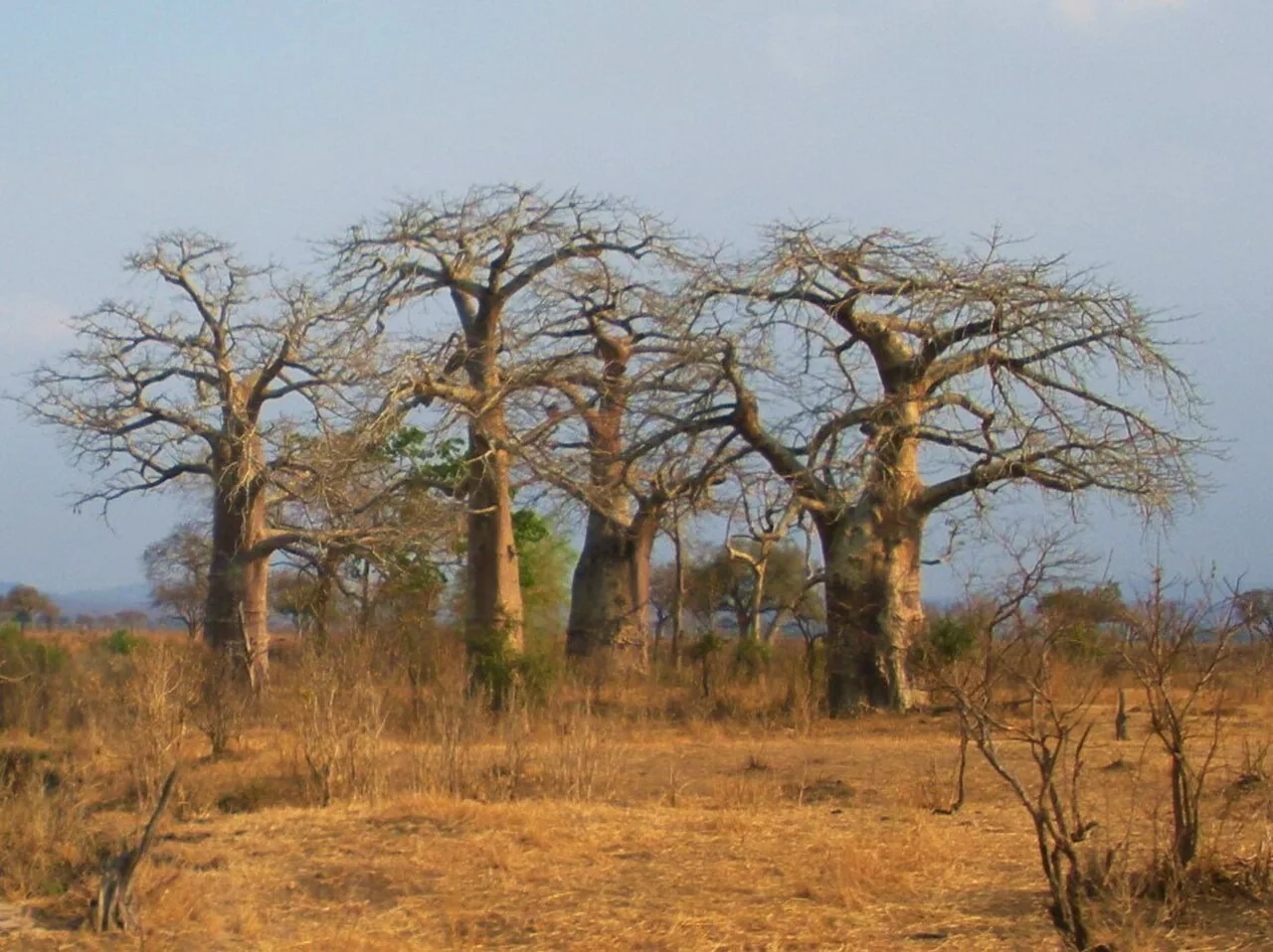 Baobab trees across the landscape of Mikumi National Park