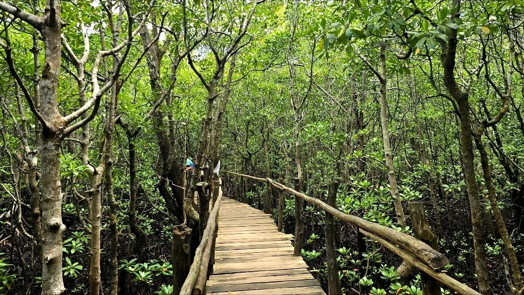 Wooden boardwalk through Jozani mangrove forest