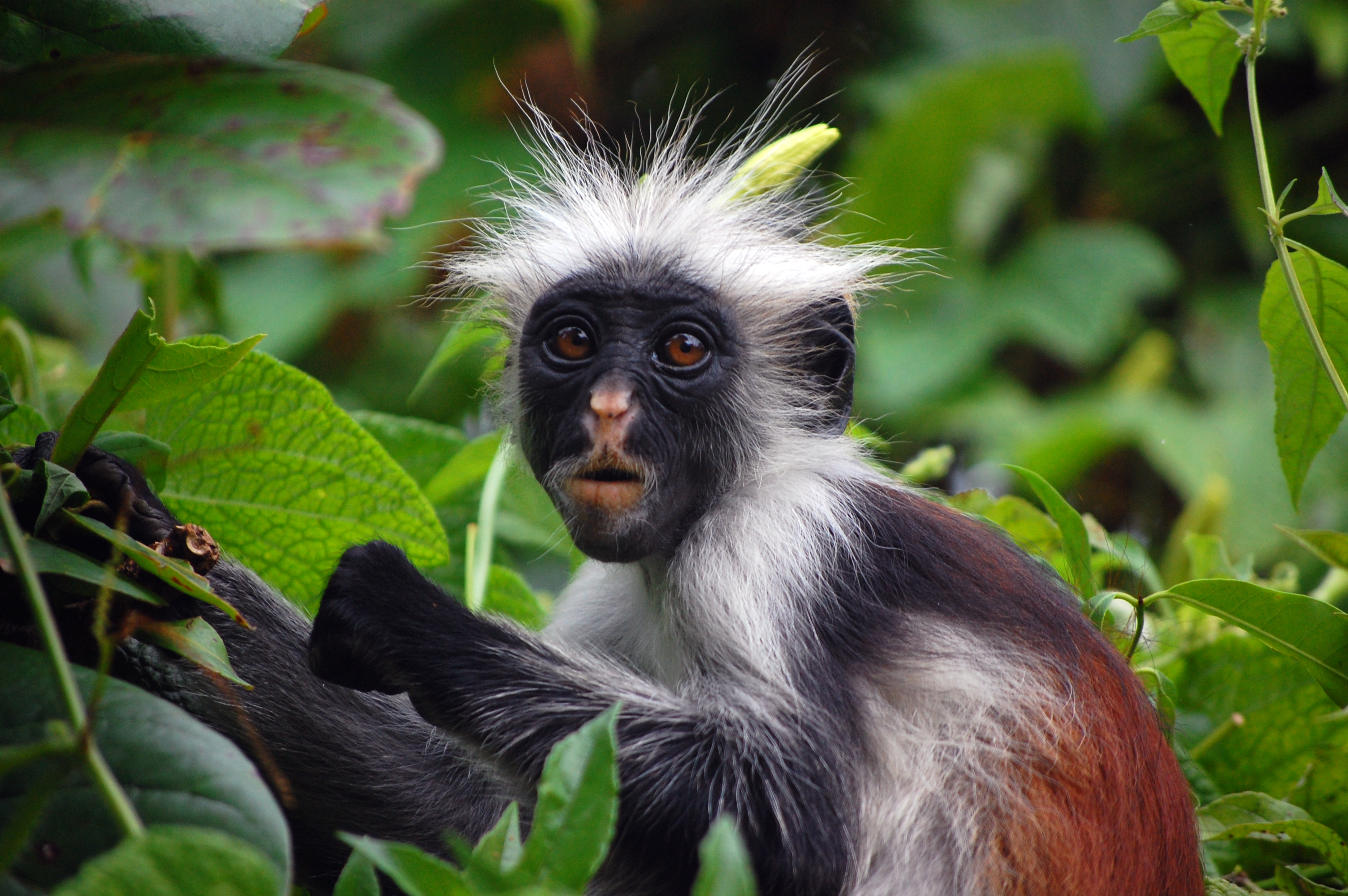 Zanzibar red colobus monkey among the trees of Jozani Forest