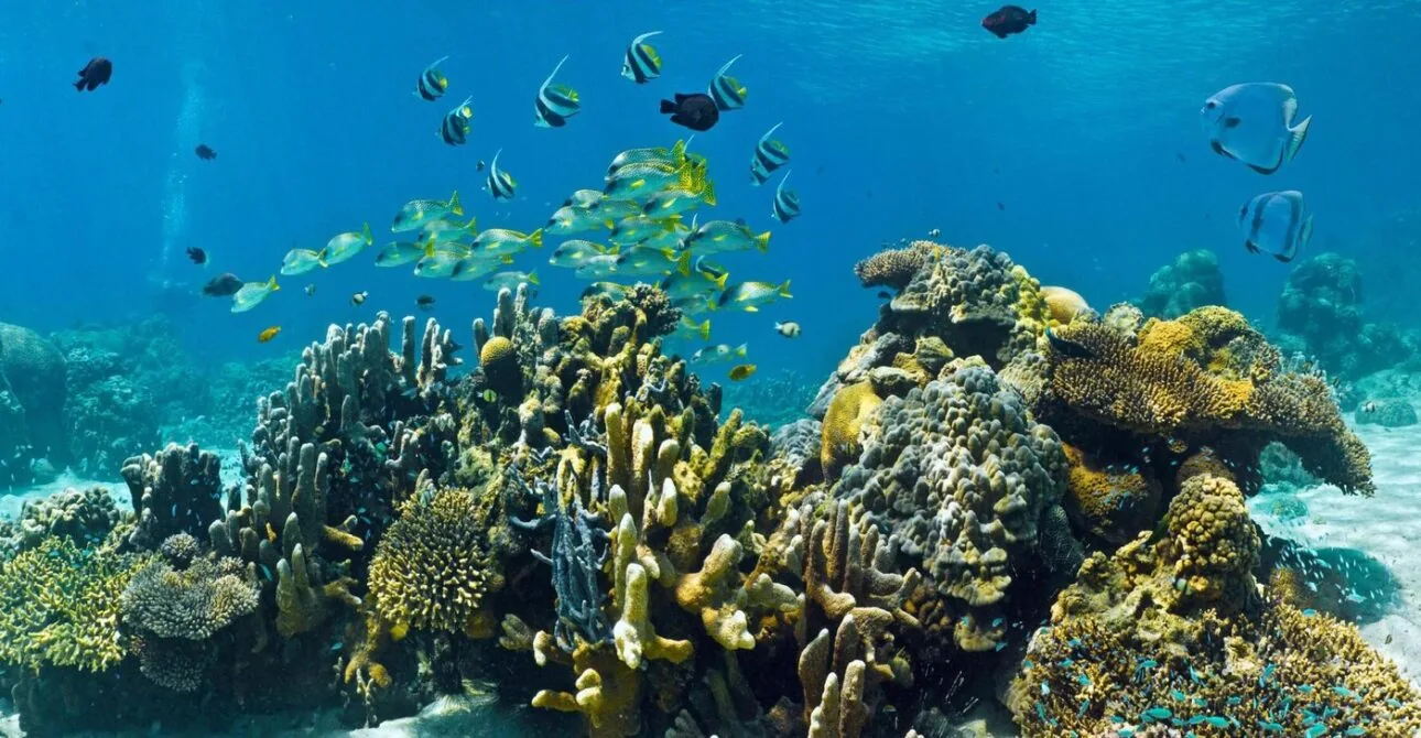 Colourful fish over a Zanzibar coral garden