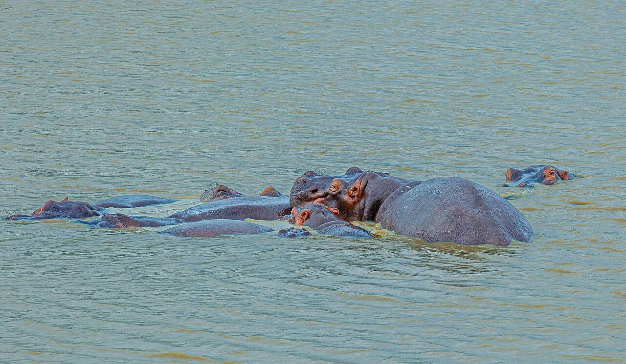 Hippopotamuses at a water source in Mikumi National Park