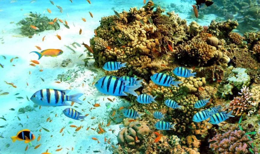 Tropical reef fish and corals underwater in Zanzibar