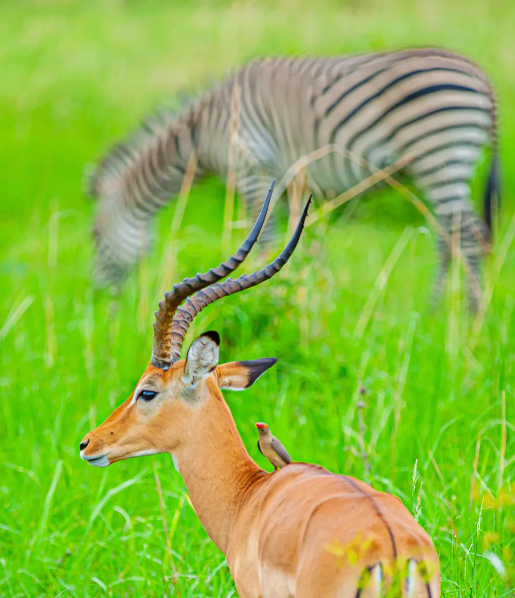 Impala with an oxpecker and zebras in Mikumi National Park