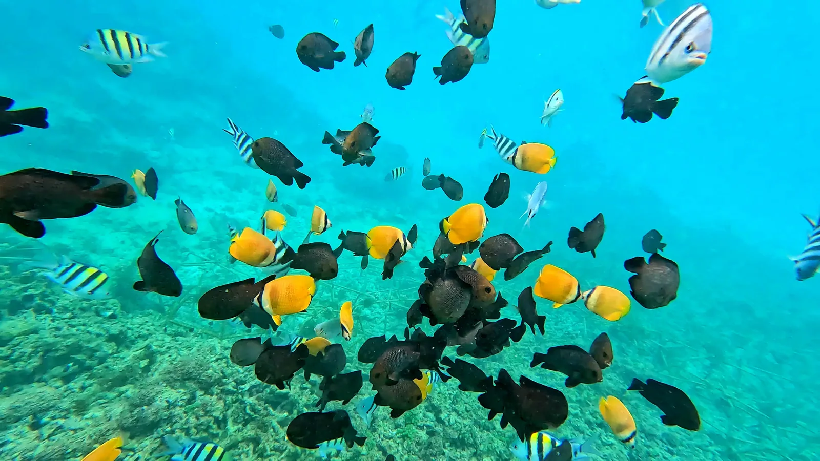 Colourful reef fish underwater at Blue Lagoon