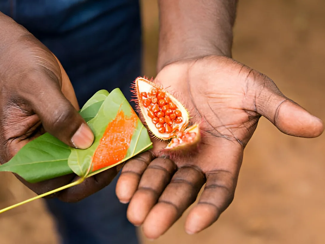 Hands displaying red lipstick-tree seeds at a Zanzibar spice farm