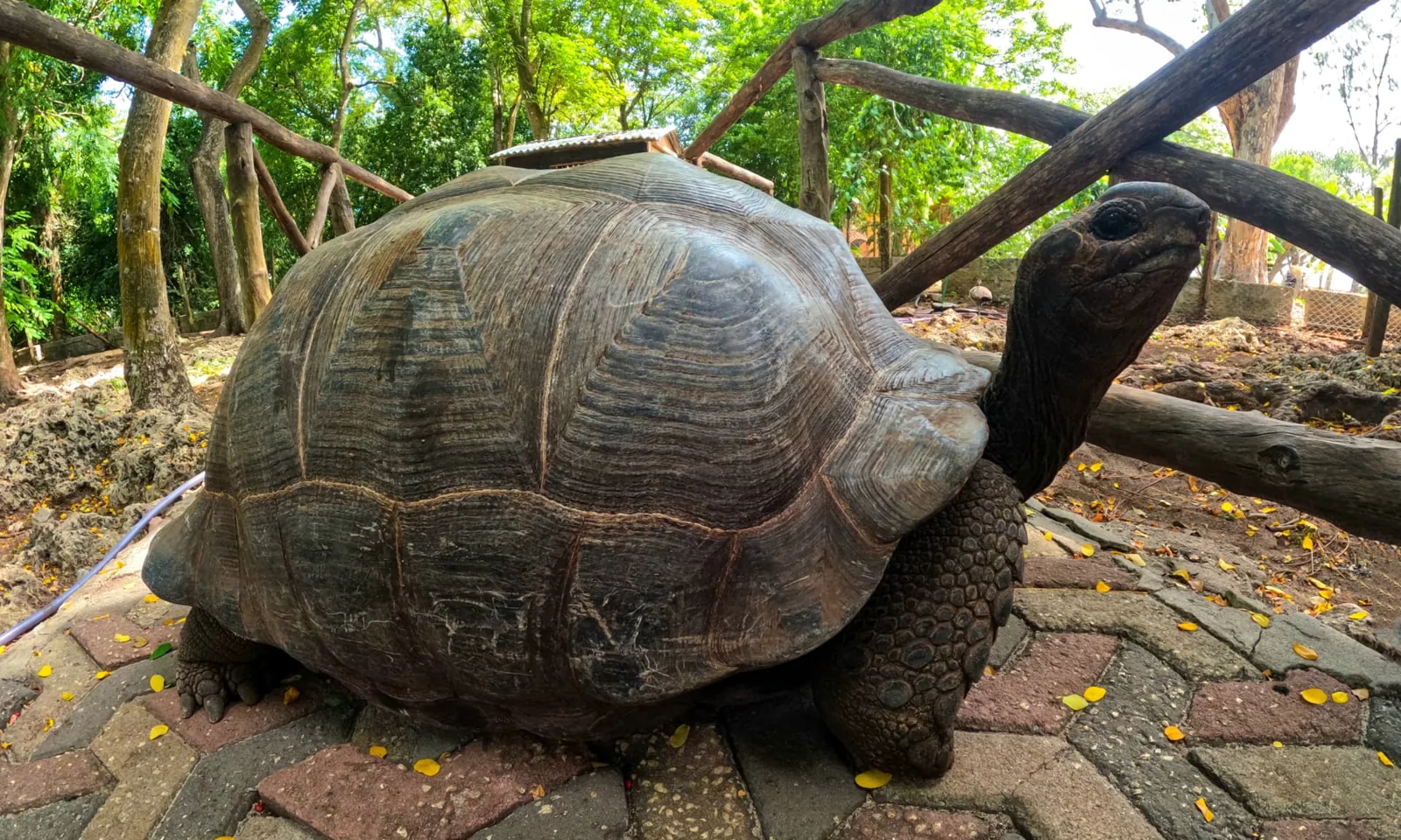 Giant Aldabra tortoise at the Prison Island sanctuary