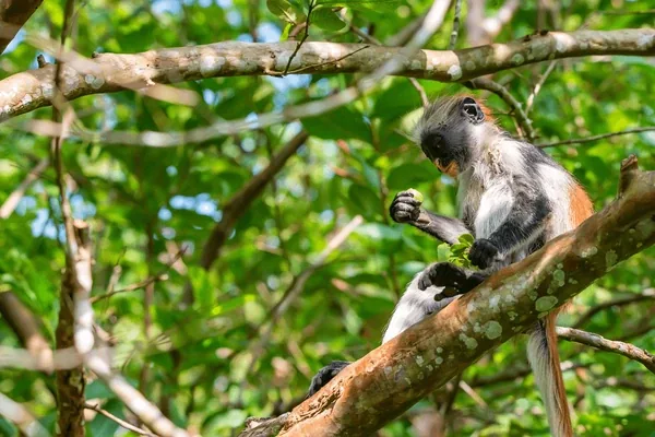 Zanzibar red colobus monkey in the trees at Jozani Forest