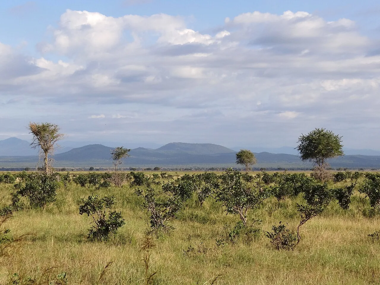 Open savannah landscape in Mikumi National Park