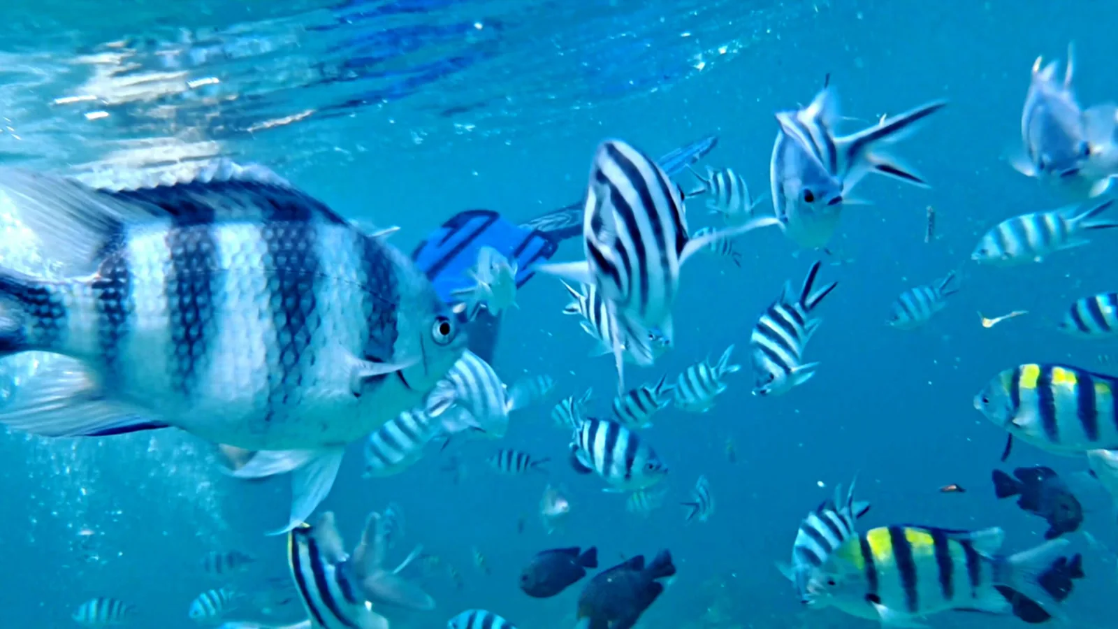 Sergeant major fish underwater around Mnemba Island