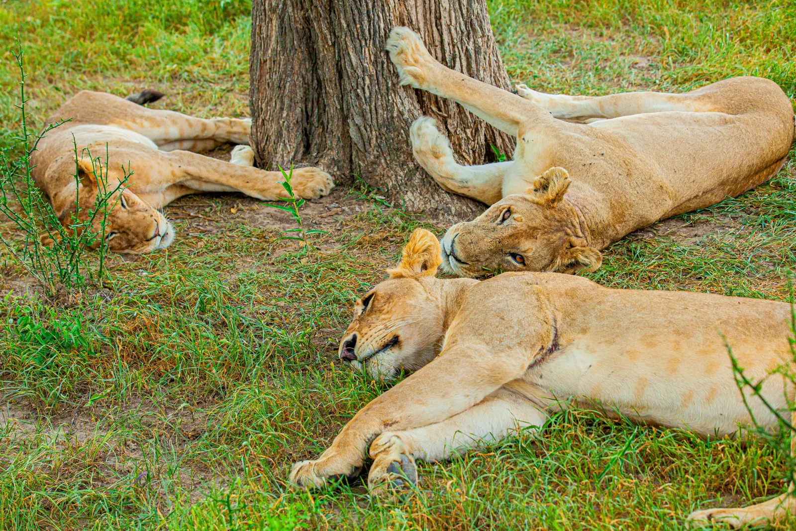 Lions resting beside a tree in Mikumi National Park
