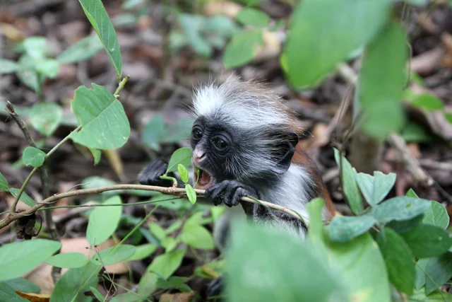 Baby Zanzibar red colobus monkey nibbling leaves in Jozani Forest