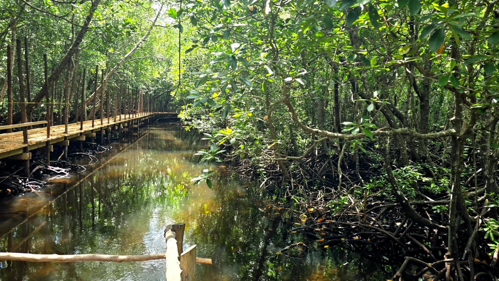 Mangrove boardwalk and tidal creek in Jozani Forest