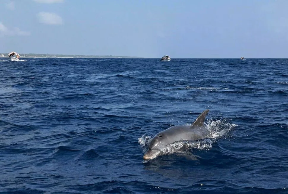Dolphins swimming in the waters around Mnemba Island