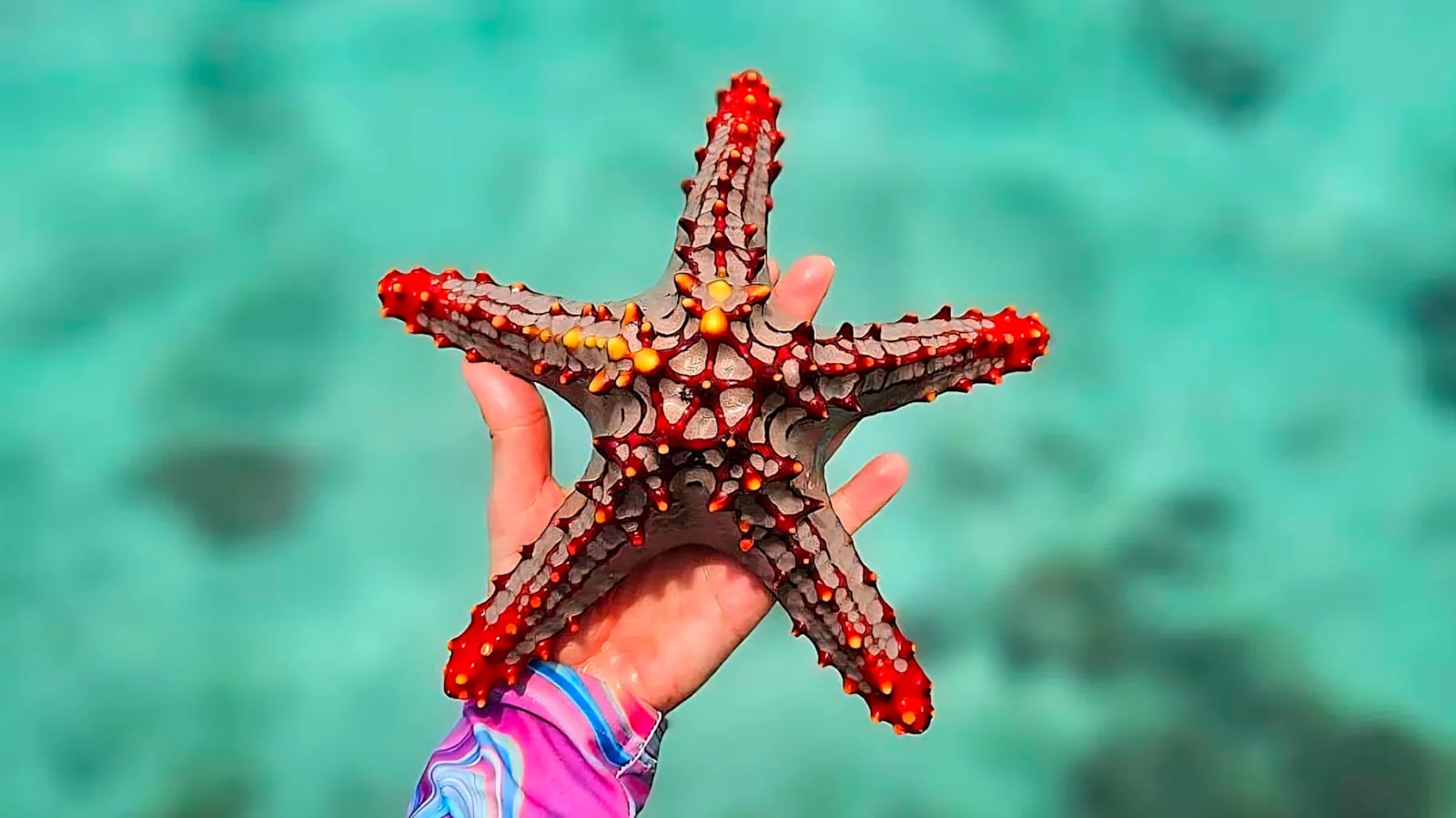 Red starfish photographed above clear water on a Pungume trip