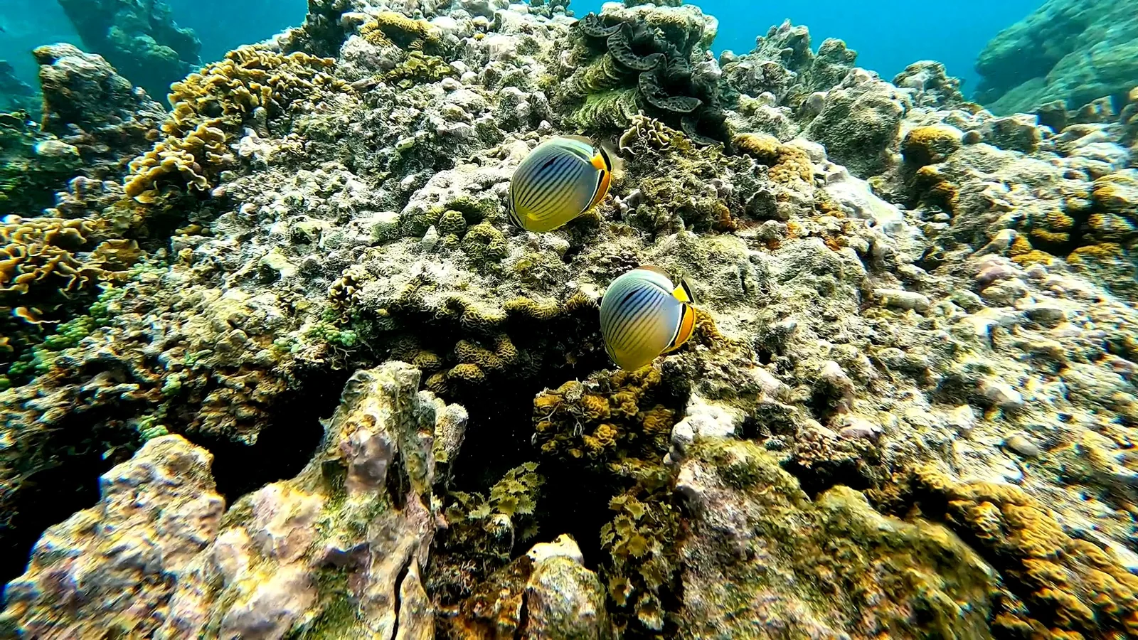 Butterflyfish swimming over the coral reef at Blue Lagoon