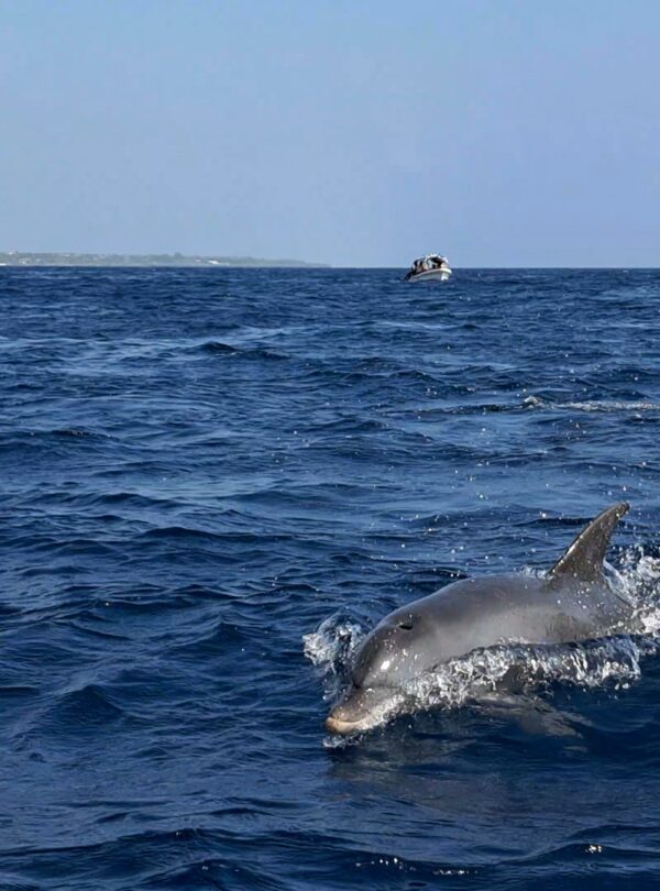 Dolphins watching