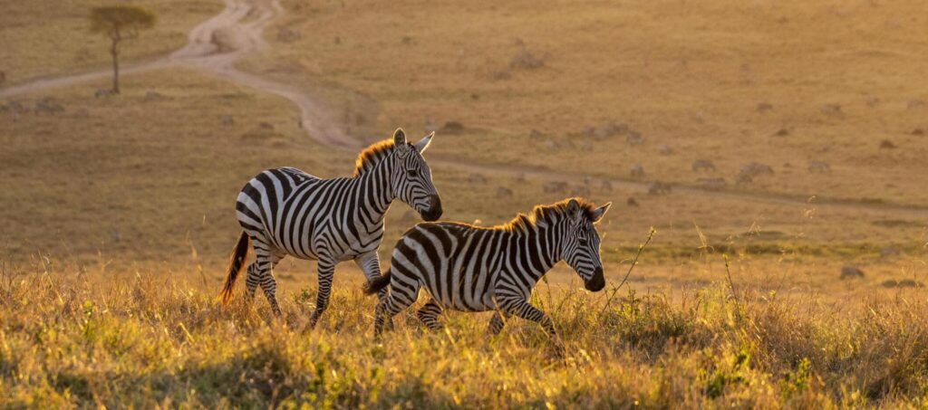 Selous Game Reserve