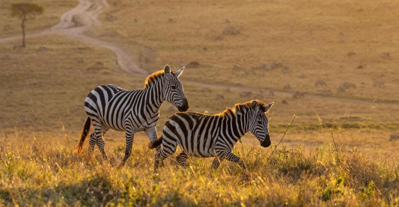 Selous Game Reserve