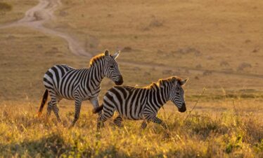 Selous Game Reserve