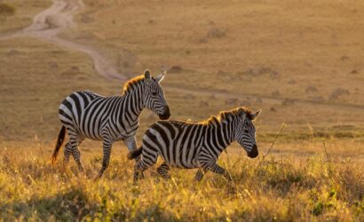 Selous Game Reserve