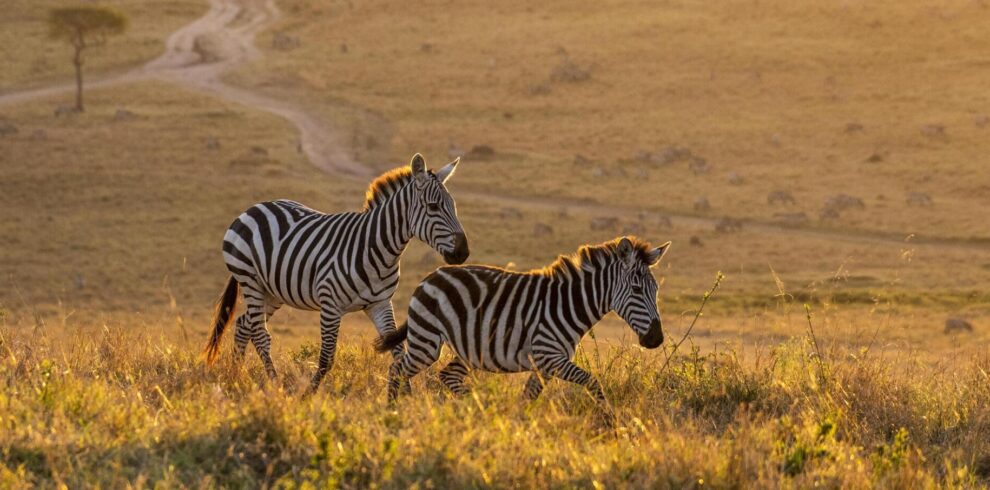 Selous Game Reserve