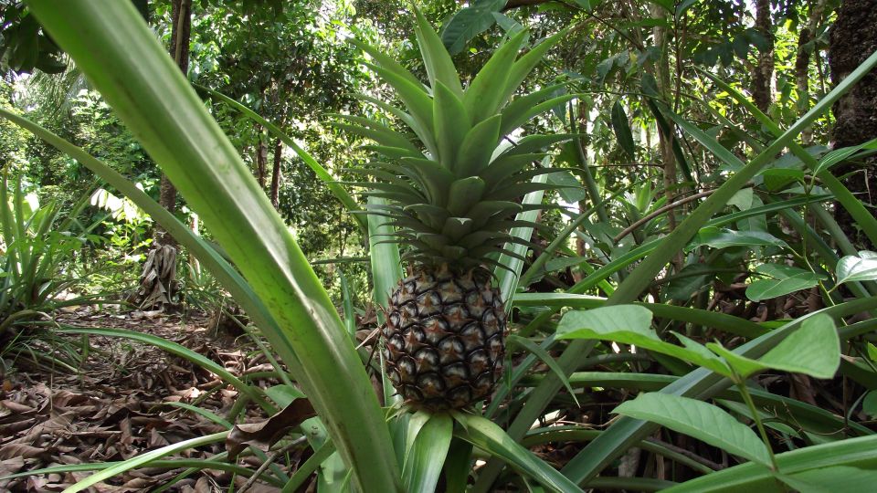 Spice farm tour