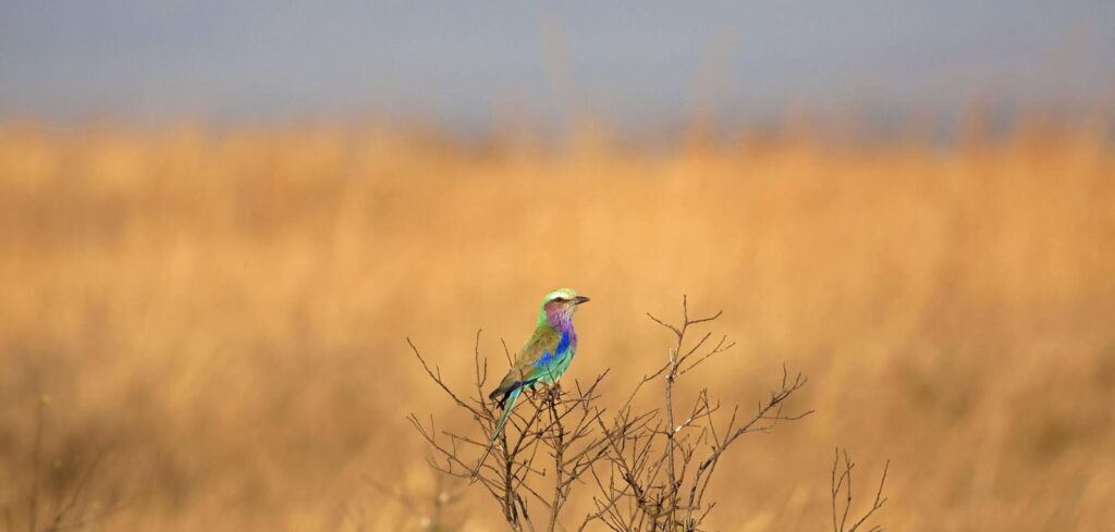 Mikumi National Park