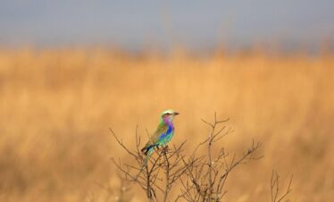 Mikumi National Park