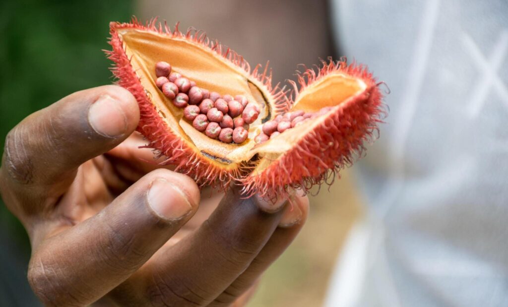 Spice farm tour