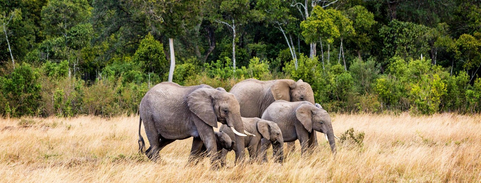 Mikumi National Park