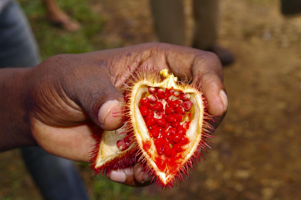 Spice farm tour