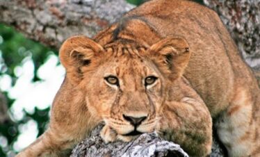 Mikumi National Park