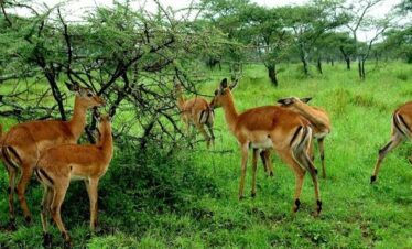 Mikumi National Park