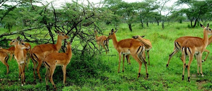 Mikumi National Park